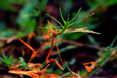 Close-up of insect on plant