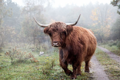 Cattle standing on field