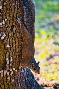 Close-up of squirrel