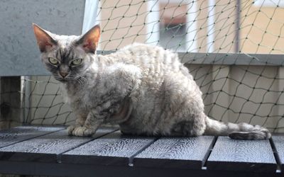 Portrait of cat sitting outdoors