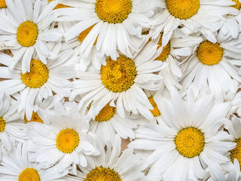 Background of fresh marguerite flowers