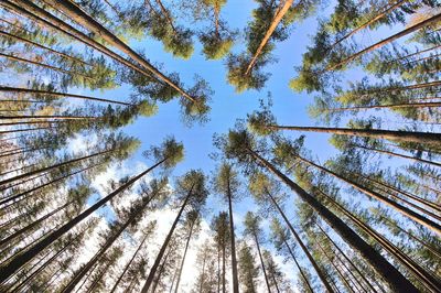 Low angle view of trees against the sky