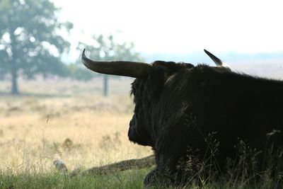 Bull resting on grassy field against clear sky