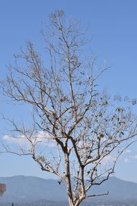 Low angle view of bare tree against clear blue sky