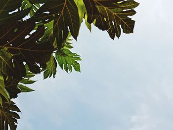 Low angle view of green leaves against sky