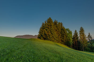 Trees on field against clear sky