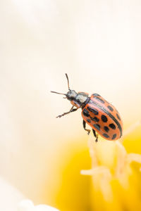 Close-up of insect on flower