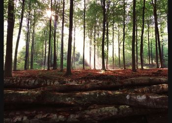 Low angle view of trees in forest