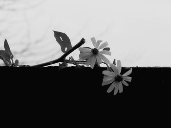 Close-up of white flowering plant against sky