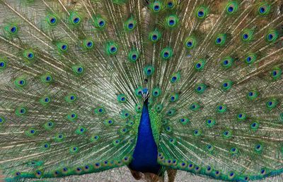 Full frame shot of peacock feathers