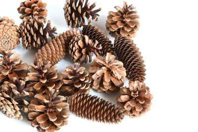 Close-up of dried plant against white background