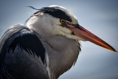 Grey heron portrait