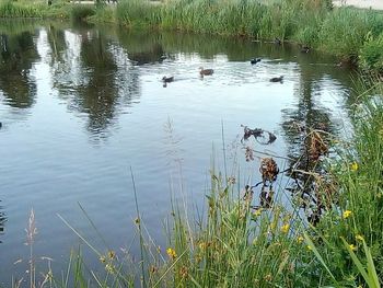 View of ducks swimming in lake