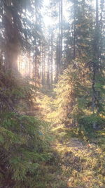 Trees in forest