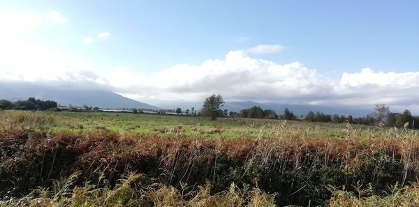 Scenic view of field against sky