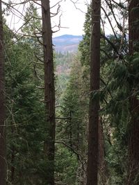 Trees in forest