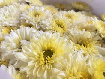 Close-up of yellow roses