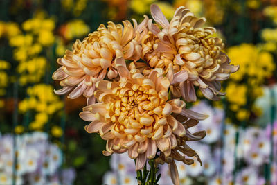 Close-up of yellow flowering plant in park