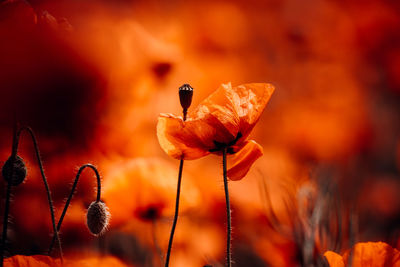 Close-up of orange flower on field