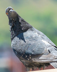 Close-up of bird perching