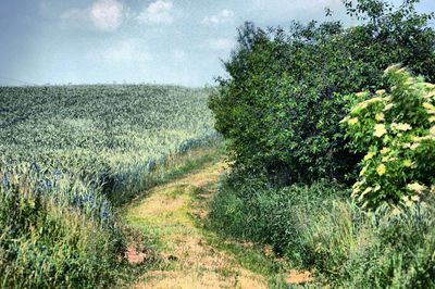 Scenic view of field against sky