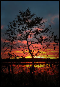 Silhouette of trees at sunset