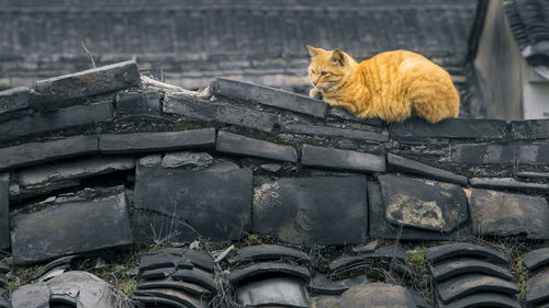 Cat sitting on roof