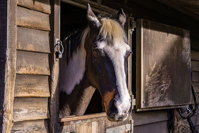 Horse in stable