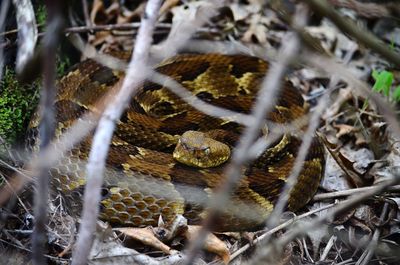 Beautiful yellow timber rattler 