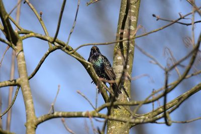 Low angle view of starling perching on branch