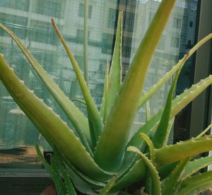 Close-up of plants