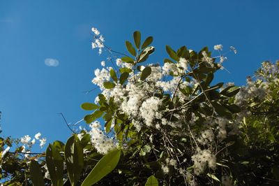 Low angle view of blooming tree