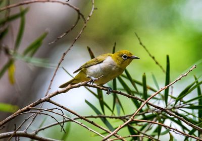 Close-up of bird perching on plant