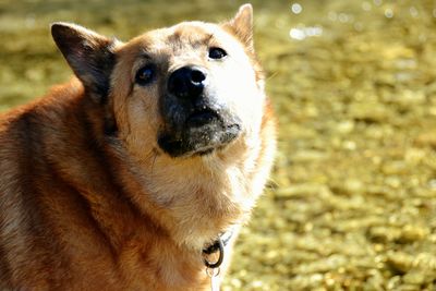 Close-up portrait of dog
