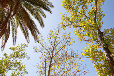 Low angle view of tree against sky