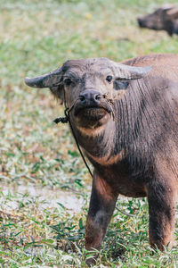 Portrait of buffalo on field