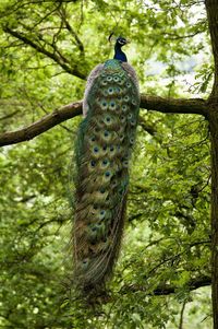 Low angle view of bird perching on a tree