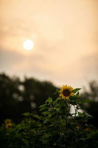 Close-up of flowering plant against sky during sunset