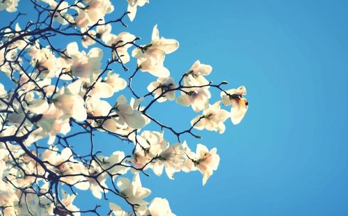 Low angle view of flowers against clear blue sky