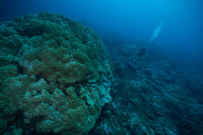 High angle view of scuba diver swimming in blue sea