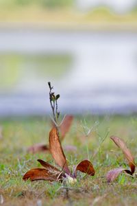 Close-up of dry plant on field
