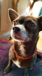Close-up portrait of dog at home