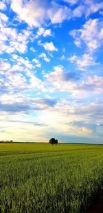 Scenic view of agricultural field against sky