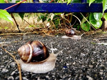 Close-up of snail on ground