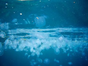 View of jellyfish in sea