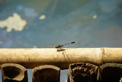 Close-up of insect perching on leaf