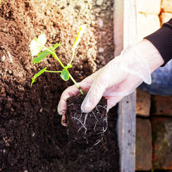 Close-up of hand holding plant