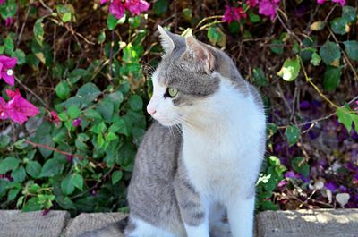 Cat looking away