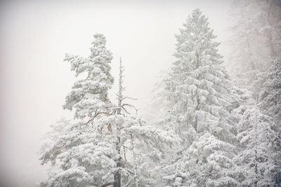 Low angle view of pine tree during winter