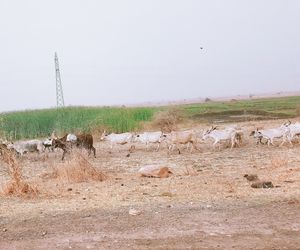 Close-up of wet grass in rainy season